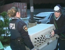 The rescue was one of the largest in OSPCA history.