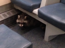 raccoon, GO Transit