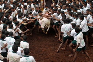 India, bull, fighting