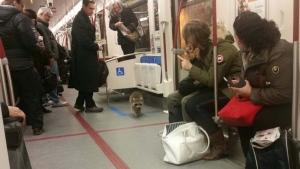 Raccoon on TTC subway