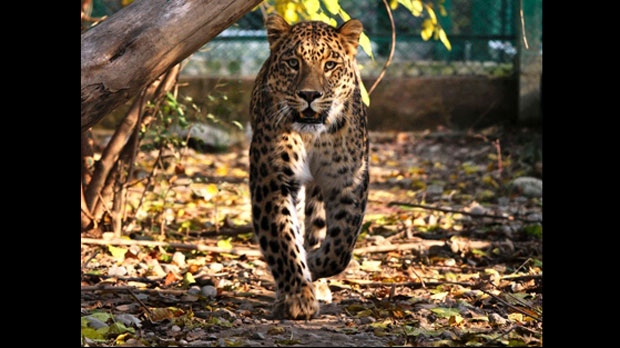 leopard, India