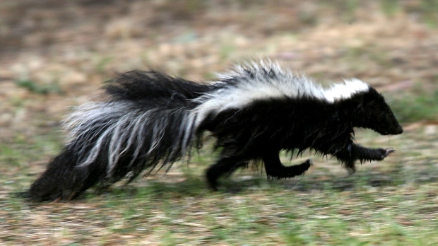 Niagara Public Health Warns Public After Skunk in St.  Catharines tested positive for rabies