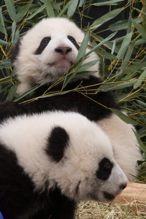 Toronto Zoo panda cubs -- gallery