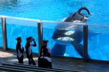 SeaWorld, orcas