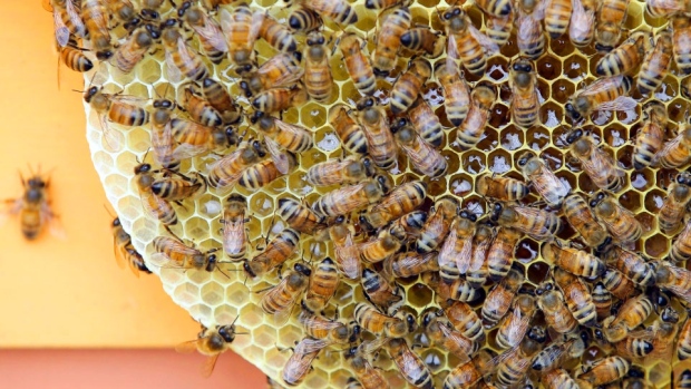 Honey bees on a honeycomb 