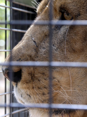 Lions rescued  -- gallery