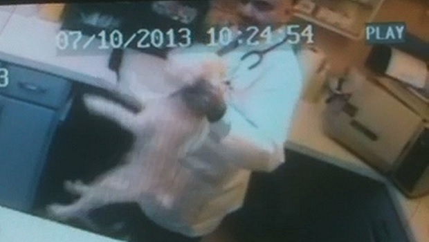 St. Catharines vet caught choking, punching animals on tape is back on the  job 