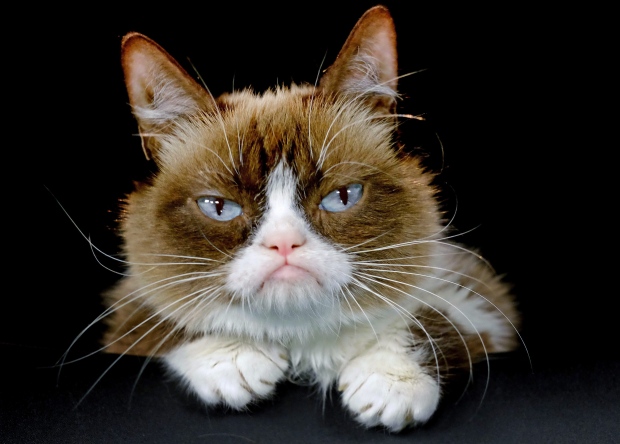Grumpy Cat file 