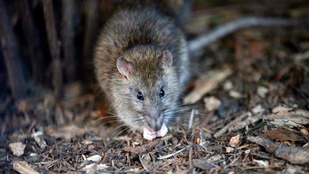 RAT APOCALYPSE! Toronto's new home invaders are growing in shocking numbers