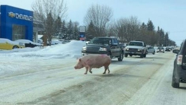 Pig in road
