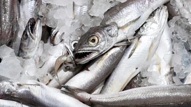 Hake, mackerel, sardines fish