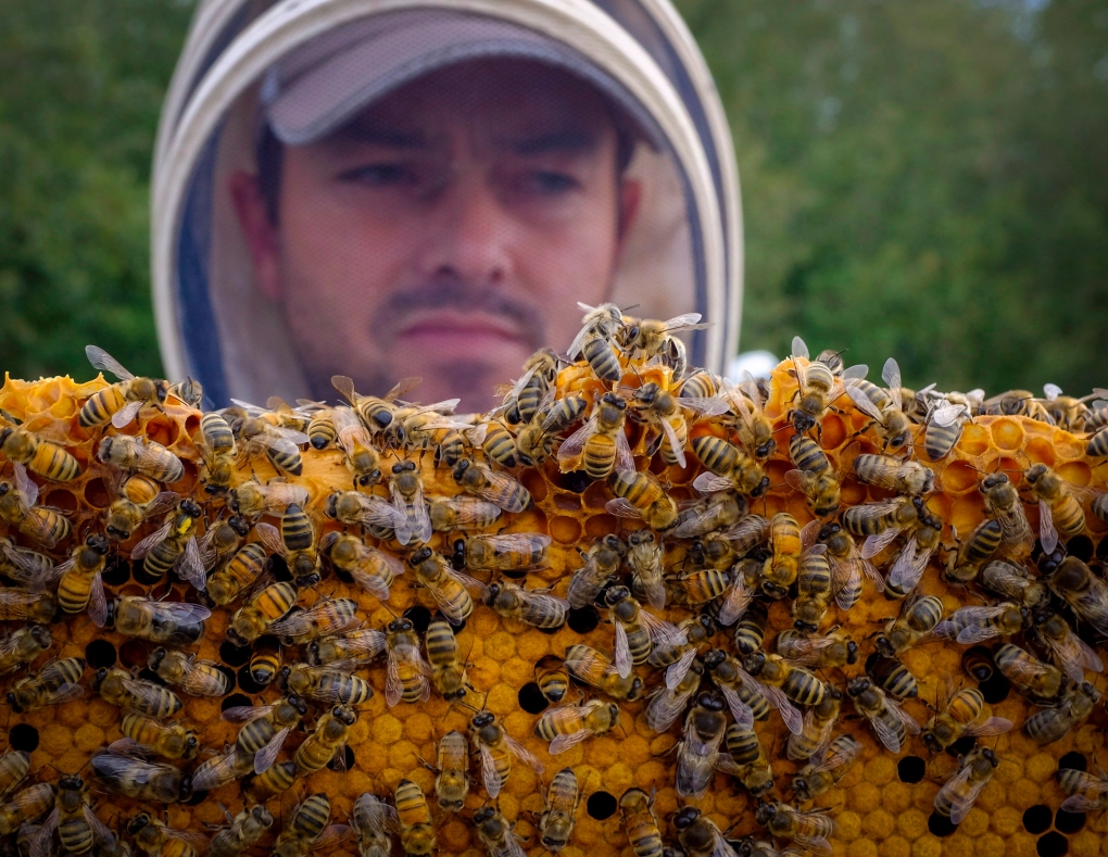 Покажи видео пчел. Пчела. Куча пчел. Что едят пчелы. Пчела фото.