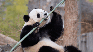 Panda preserve