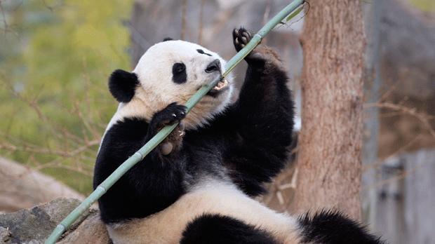 Panda preserve