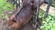 Hamilton beaver stranded