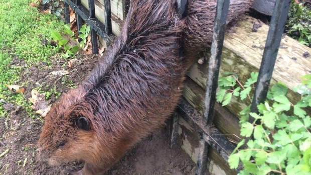 Fat beaver stuck in fence freed by soapy hands of Hamilton city worker