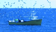 herring fishermen