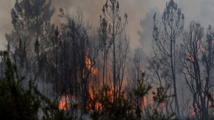 portugal, wildfire