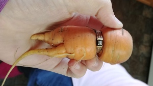 carrot ring
