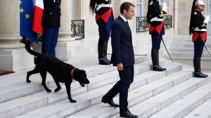 first dog, french president