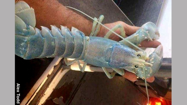 Translucent lobster