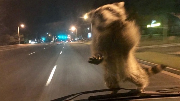 Raccoon dash cam