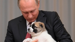 puppy, Putin