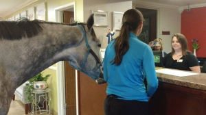 horse, hotel