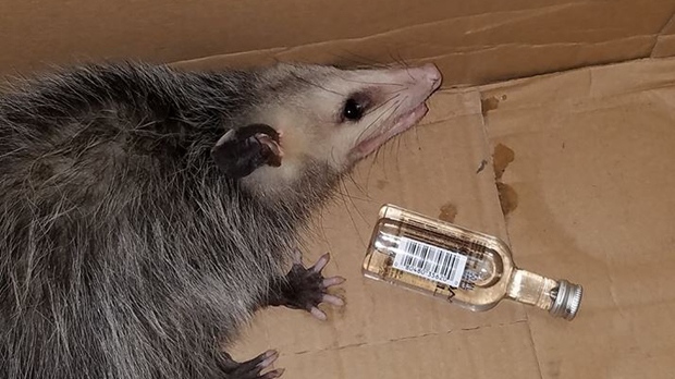 Drunk Opossum