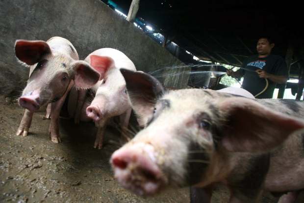 A farmer wash pigs at a pig farm in Medan, North Sumatra, Indonesia, Thursday, April 30, 2009. Indonesia, which was hit hardest by bird flu, said it was banning all pork imports to prevent swine fever infections. (AP Photo/Binsar Bakkara)