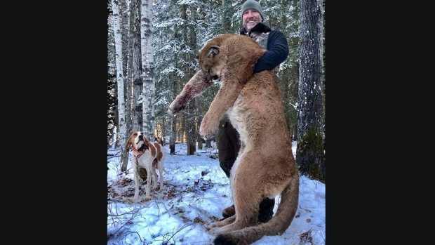 Cougar hunt