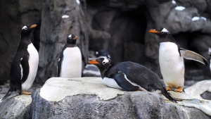 Zoo penguins