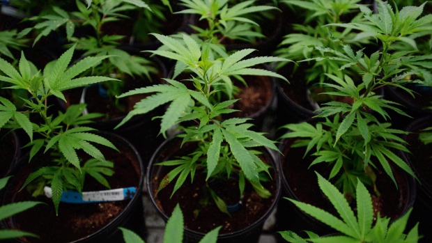 Marijuana plants during tour of Canopy growth