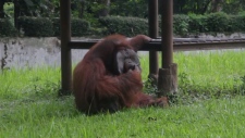 Smoking orangutan 