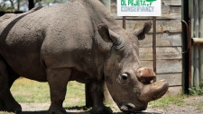 Last male northern white rhino,
