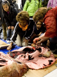 Gov. Gen. Michaelle Jean uses an ulu to skin a seal during a community feast in Rankin Inlet, Nunavut on Monday, May 25, 2009. (Sean Kilpatrick / THE CANADIAN PRESS)   
