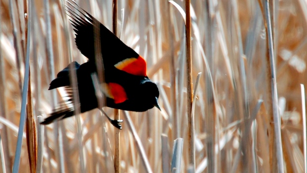 red-winged black bird 