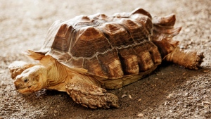 Stanley the tortoise