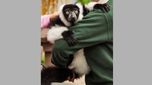 JC the lemur