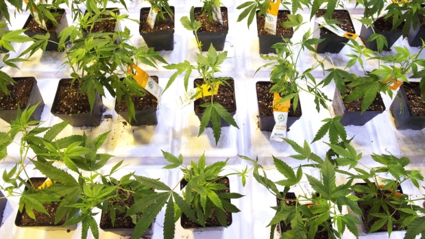 Cannabis seedlings 