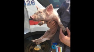 pig rescue 