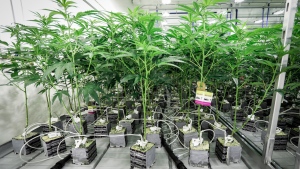Marijuana plants connected to automatic watering equipment in the "flowering" room during a tour of the Sundial Growers Inc. marijuana cultivation facility in Olds, Alta., Wednesday, Oct. 10, 2018. THE CANADIAN PRESS/Jeff McIntosh