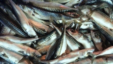 Atlantic mackerel 