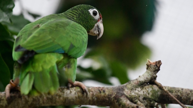 Puerto Rican parrot 