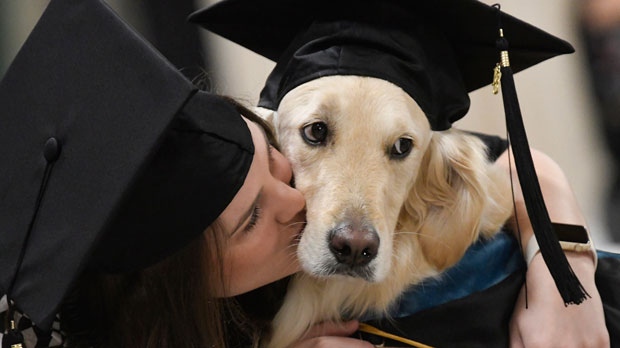 "Griffin" Hawley, the Golden Retriever service dog, is given a congratulations hug by his owner Brittany Hawley after being presented an honorary diploma by Clarkson, during the Clarkson University "December Recognition Ceremony" in Potsdam, N.Y., Saturday Dec. 15, 2018. Griffin's owner, Brittany Hawley, also received a graduate degree in Occupational Therapy. Both attended 100% of their classes together. ( AP Photo/Steve Jacobs)