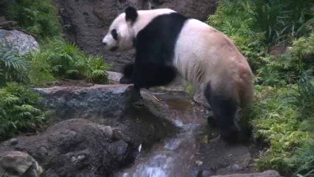 Calgary Zoo - giant panda 