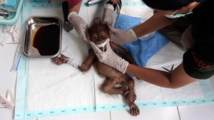 Orangutan injured