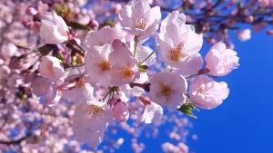 Cherry blossoms to reach peak bloom