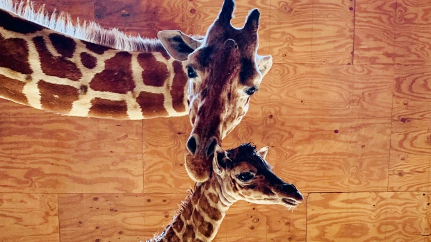 April the Giraffe 