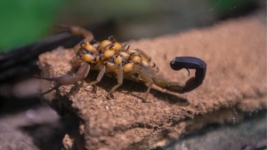 Scorpion babies